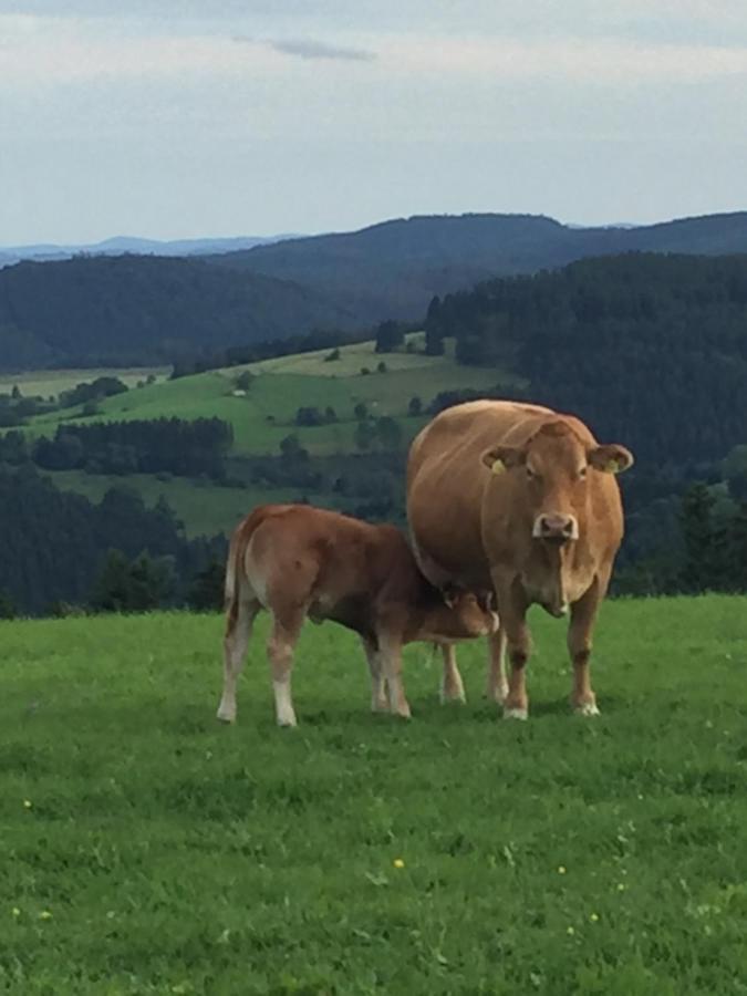 Ferienwohnung Stremme Willingen  Exteriér fotografie